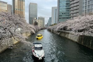 ブランズタワー大崎の目黒川（スムラボ）住井はな